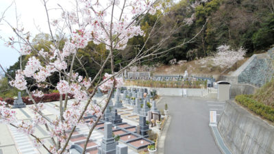 B・C区　2020年の桜